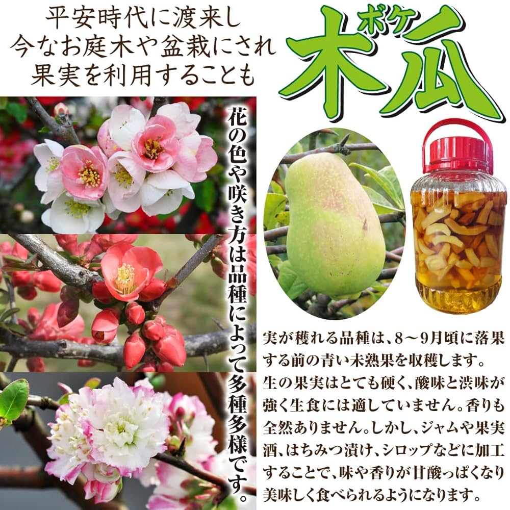 果樹 Amazon.co.jp: 果樹苗 ボケ ひなまつり 1株 / 国華園 25年春商品